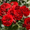 Роза флорибунда Сатчмо на штамбе фото 1 