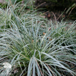 Осока коническая Сноулайн