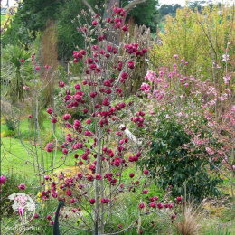 Магнолия суланжа Джени