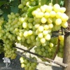 Виноград плодовый Лилла фото 1 