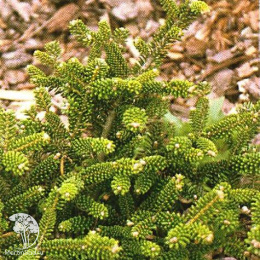 Пихта корейская Бревифолия