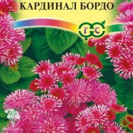 Агератум Кардинал бордо, серия Сад ароматов