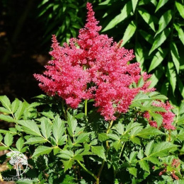 Астильба гибридная Юник Руби Ред