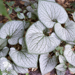 Бруннера крупнолистная Сильвер Харт