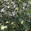 Сверхвыгодный комплект! Яблоня Юнга + опылитель яблоня Белый налив фото 4 