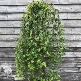 Вишня ранняя Фрилли Фрок на штамбе