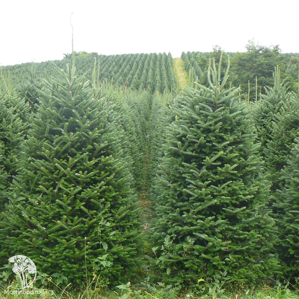 Пихта Сибирская Abies sibirica