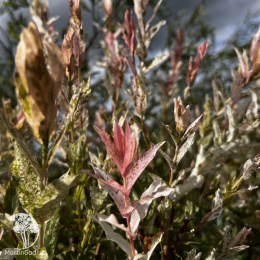 Ива цельнолистная Хакуро-Нишики на штамбе