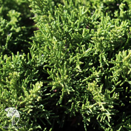 Можжевельник китайский Шимпаку