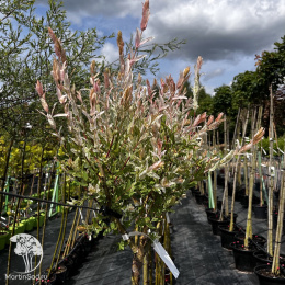 Ива цельнолистная Хакуро-Нишики на штамбе