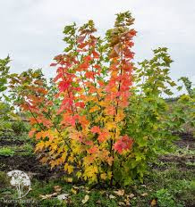 Клён серебристый