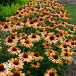 Эхинацея пурпурная Биг Кахуна