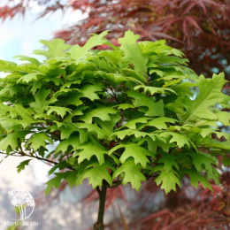 Дуб болотный Грин Дварф на штамбе