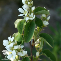 Ирга ольхолистная Обелиск