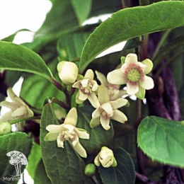 Лимонник китайский