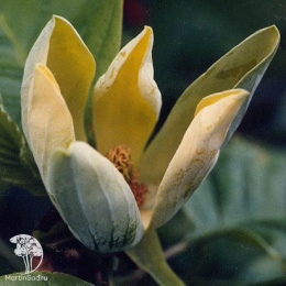 Магнолия заостренная Сейджу