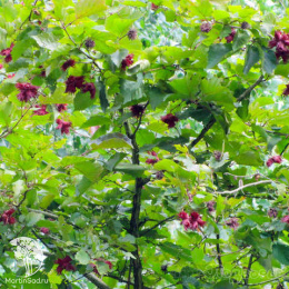 Лещина древовидная Те-Терра Ред