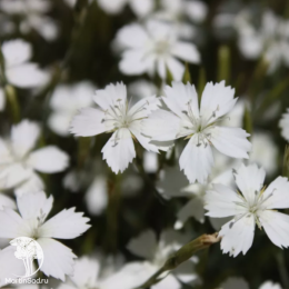 Гвоздика травянка Альбифлорус