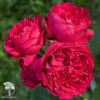Кустовая роза Эрик Таберли Ред Эден (роза шраб) фото 1 