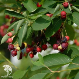 Ирга Ламарка