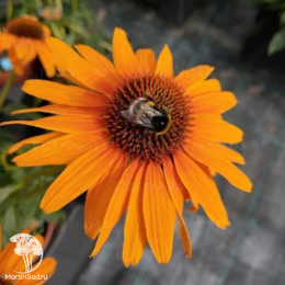 Эхинацея пурпурная Хани Скиппер