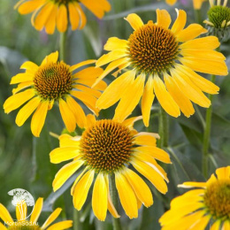 Эхинацея пурпурная Голден Скиппер