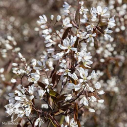 Ирга Ламарка с формой кроны "Крыша"