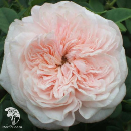 Роза английская Клер Роуз