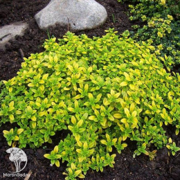 Набор для мяса тимьян Лимон Вариегата + шалфей Виола Клозе