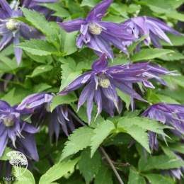 Клематис Джиска