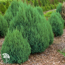 Можжевельник китайский Стрикта