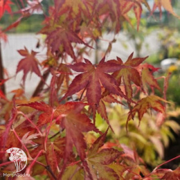 Клён веерный Катсура