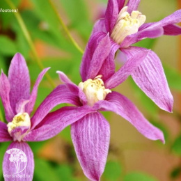 Клематис Констанс