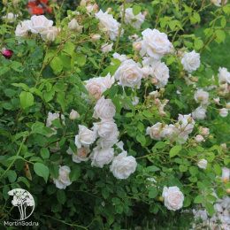 Роза Мартин Гийо