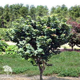 Церцис канадский Литтл Вуди