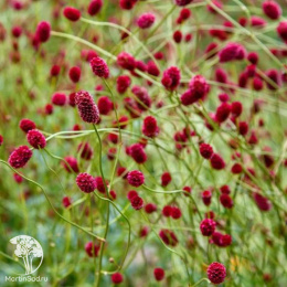 Кровохлебка лекарственная Монинг Селект
