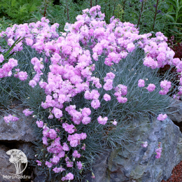 Гвоздика перистая Дабл Роуз