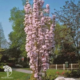 Вишня мелкопильчатая Аманогава на штамбе