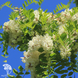 Робиния Умбракулифера на штамбе