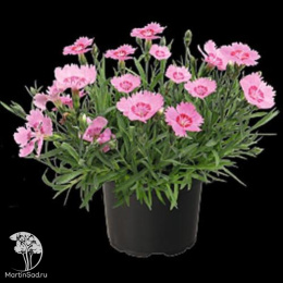 Гвоздика гратианополитанская Роуз Кварц