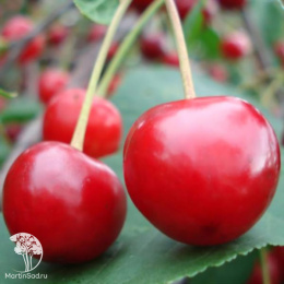 Вишня Десертная Морозовой