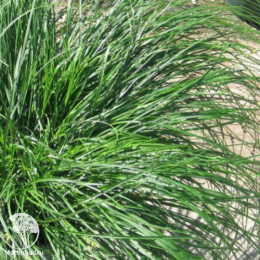 Осока власовидная Феникс Грин