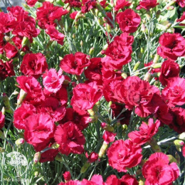 Гвоздика серовато-голубая Рубин