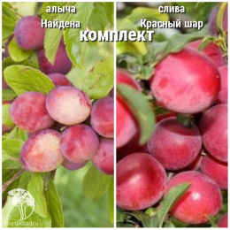 Сверхвыгодный комплект! Алыча Найдена + опылитель Слива Красный шар колоновидная