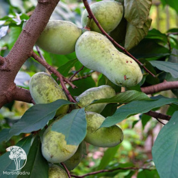 Азимина трёхлопастная