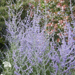 Перовския лебедолистная Блю Спайр