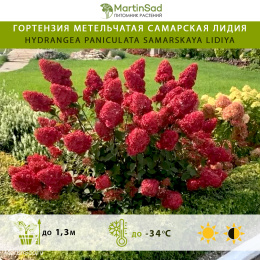 Гортензия метельчатая Самарская Лидия