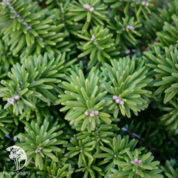 Пихта корейская Цис