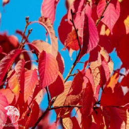 Вишня ниппонская Бриллант на штамбе