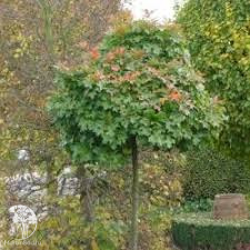 Дуб красный Хаарен на штамбе